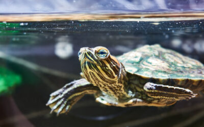 Come allevare le tartarughe d’acqua: guida per principianti